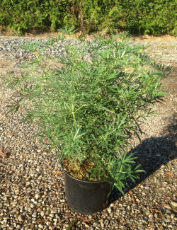 CHOISYA AZTEC PEARL En pot de 7-10 litres