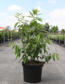 CHIMONANTHUS praecox En pot de 10-12 litres