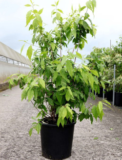 CHIMONANTHUS praecox En pot de 15-20 litres