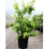 CHIMONANTHUS praecox En pot de 15-20 litres