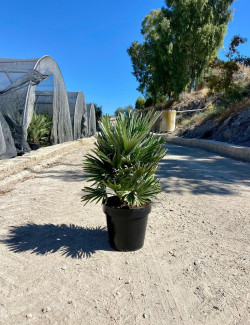 CHAMAEROPS humilis En pot de 15-20 litres