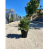 CHAMAEROPS humilis En pot de 15-20 litres
