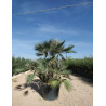 CHAMAEROPS humilis En pot de 130-150 litres forme cépée