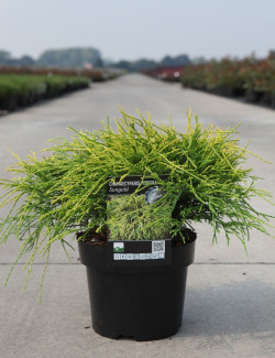 CHAMAECYPARIS pisifera SUNGOLD En pot de 4-5 litres