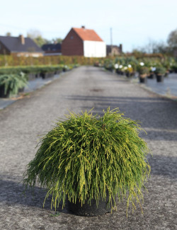 CHAMAECYPARIS pisifera SUNGOLD En pot de 7-10 litres