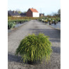 CHAMAECYPARIS pisifera SUNGOLD En pot de 7-10 litres