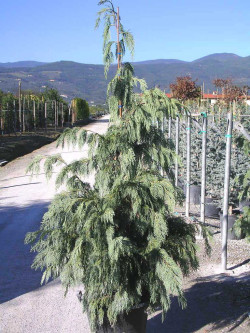 CHAMAECYPARIS nootkatensis PENDULA En pot de 35-50 litres