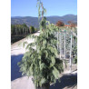 CHAMAECYPARIS nootkatensis PENDULA En pot de 35-50 litres