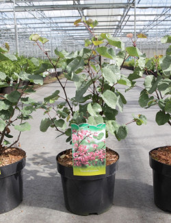 CERCIS siliquastrum En pot de 4-5 litres