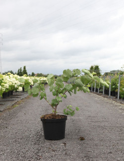 CERCIS siliquastrum En pot de 10-12 litres