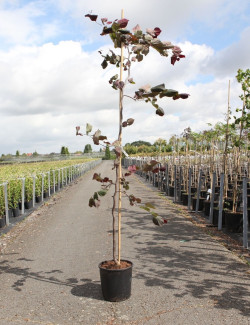 CERCIS canadensis RUBY FALLS En pot de 15 litres forme baliveau