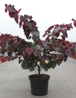 CERCIS canadensis FOREST PANSY En pot de 10-12 litres