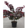 CERCIS canadensis FOREST PANSY En pot de 10-12 litres