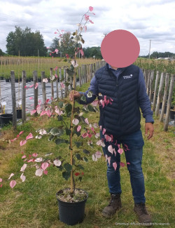 CERCIS canadensis CAROLINA SWEETHEART En pot de 15-20 litres forme baliveau
