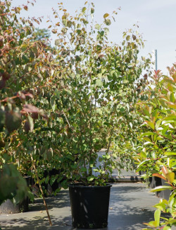 CERCIDIPHYLLUM japonicum En pot de 25-30 litres