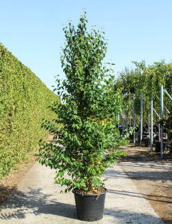 CERCIDIPHYLLUM japonicum En pot de 50-70 litres