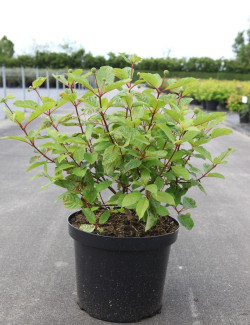 CEPHALANTHUS occidentalis En pot de 10-12 litres
