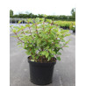 CEPHALANTHUS occidentalis En pot de 10-12 litres