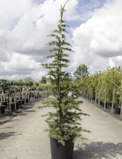 CEDRUS libani En pot de 15-20 litres
