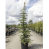 CEDRUS libani En pot de 15-20 litres