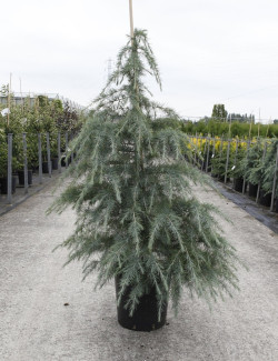 CEDRUS deodara En pot de 15-20 litres