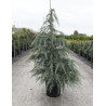 CEDRUS deodara En pot de 15-20 litres