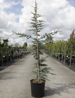CEDRUS atlantica GLAUCA En pot de 15-20 litres