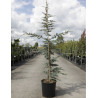 CEDRUS atlantica GLAUCA En pot de 15-20 litres