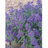 CARYOPTERIS clandonensis HEAVENLY BLUE