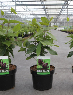 CALYCANTHUS floridus En pot de 4-5 litres