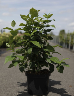 CALYCANTHUS floridus En pot de 10-12 litres