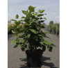 CALYCANTHUS floridus En pot de 10-12 litres