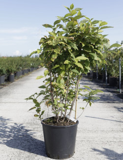CALYCANTHUS floridus En pot de 15-20 litres