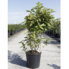 CALYCANTHUS floridus En pot de 15-20 litres