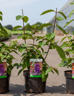 CALLICARPA bodinieri IMPERIAL PEARL En pot de 4-5 litres