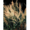 CALAMAGROSTIS brachytricha