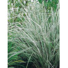 CALAMAGROSTIS acutiflora AVALANCHE