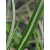 CALAMAGROSTIS acutiflora AVALANCHE