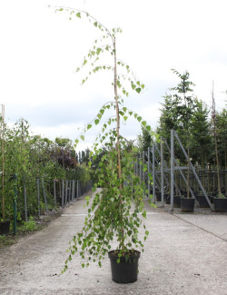 BETULA verrucosa YOUNGII En pot 15-20 litres forme baliveau