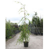 BETULA verrucosa YOUNGII En pot 15-20 litres forme baliveau
