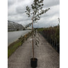 BETULA verrucosa PURPUREA En pot de 15-20 litres forme baliveau