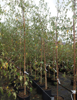 BETULA verrucosa DALECARLICA En pot de 15-20 litres forme baliveau