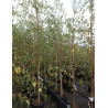 BETULA verrucosa DALECARLICA En pot de 15-20 litres forme baliveau