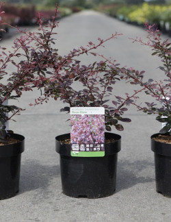 BERBERIS thunbergii ROSE GLOW En pot de 3-4 litres