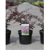 BERBERIS thunbergii ROSE GLOW En pot de 3-4 litres