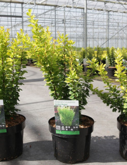 BERBERIS thunbergii GOLDEN ROCKET En pot de 3-4 litres