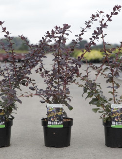 BERBERIS ottawensis AURICOMA En pot de 3-4 litres