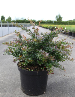 BERBERIS media RED JEWEL En pot de 10-12 litres
