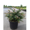BERBERIS media RED JEWEL En pot de 10-12 litres