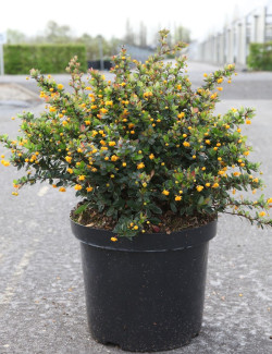 BERBERIS buxifolia NANA En pot de 10-12 litres